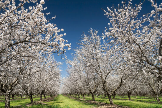 Vale of Evesham Blossom Trail