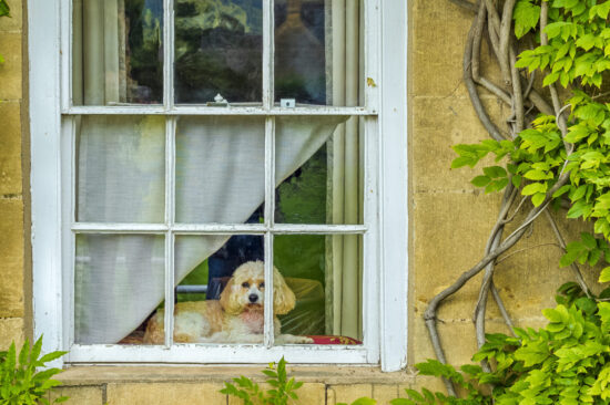 North Cotswold Country Fair and Family Dog Show