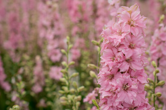Time to visit The Confetti Fields