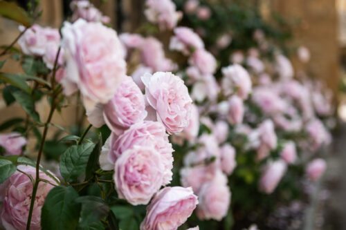 Spring into Garden Living with Hayman-Joyce Broadway